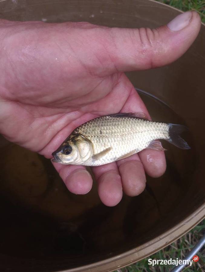 Karaś do oczka stawu Zwierzęta Busko-Zdrój