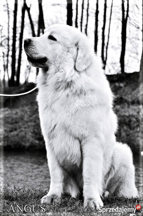 Owczarek podhalański szczenięta rodowód FCI Bark