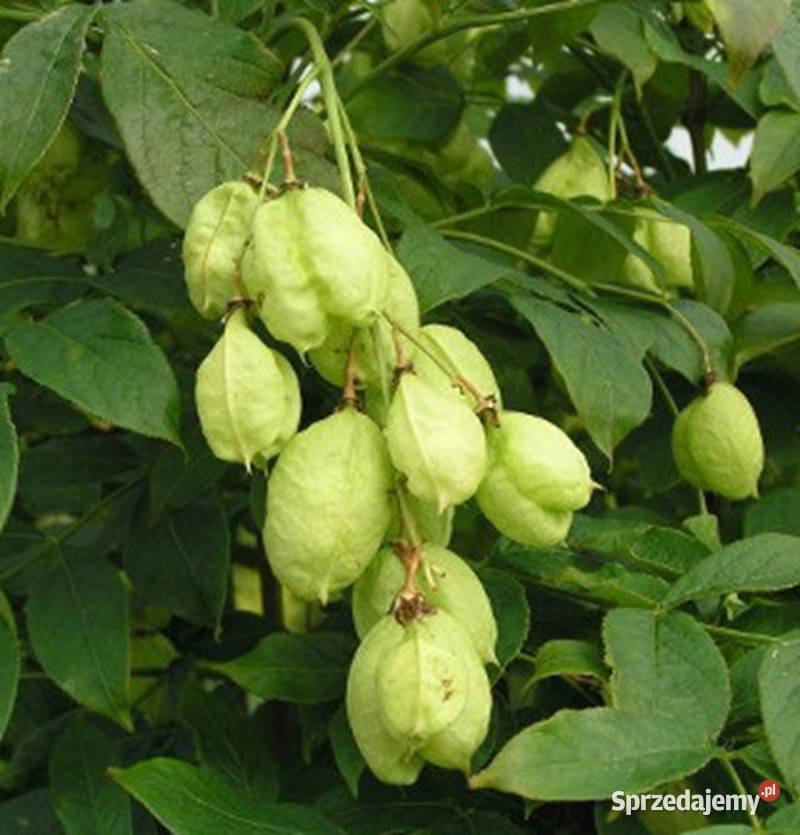 KŁOKOCZKA POŁUDNIOWA Staphylea pinnata NASIONA Nasiona Lubanie