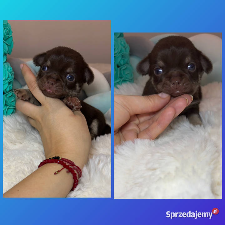 Chihuahua długowłosy piesek choco tan badania Bełchatów