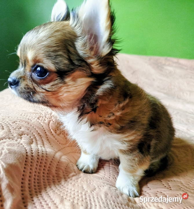 Chihuahua maleńki piesek długowłosy Konin sprzedam