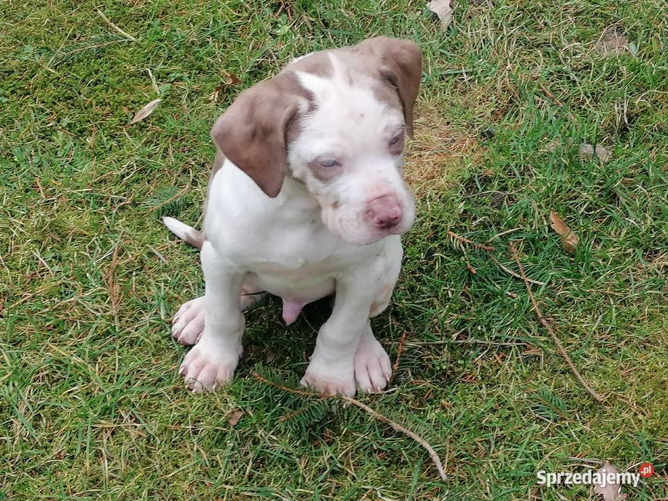 Catahoula Louisjana Leopard Dog szczeniaki Pozostałe Trzebiatów