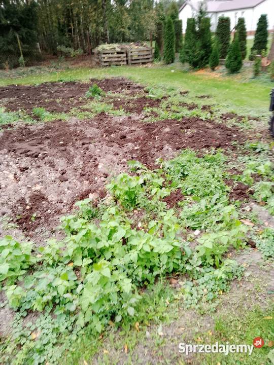 Iseki kubota yanmar Skrzynia biegów Manualna świętokrzyskie Jędrzejów