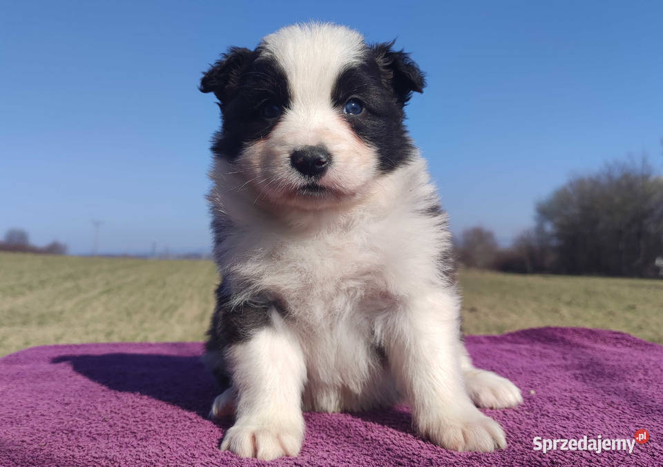 Rasowy Pies Border Collie TOMI z pełną dok z podkarpackie Iwonicz sprzedam