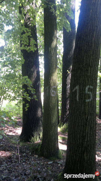 dąb na pniu Grodzisk Mazowiecki