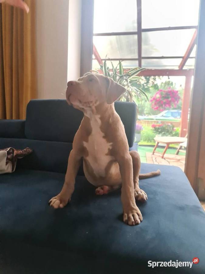 American bully XL Raciążek