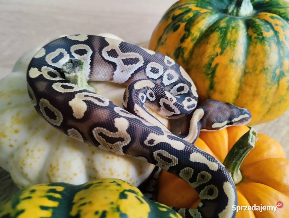 Pyton królewski węże wąż pytony królewskie Olsztyn