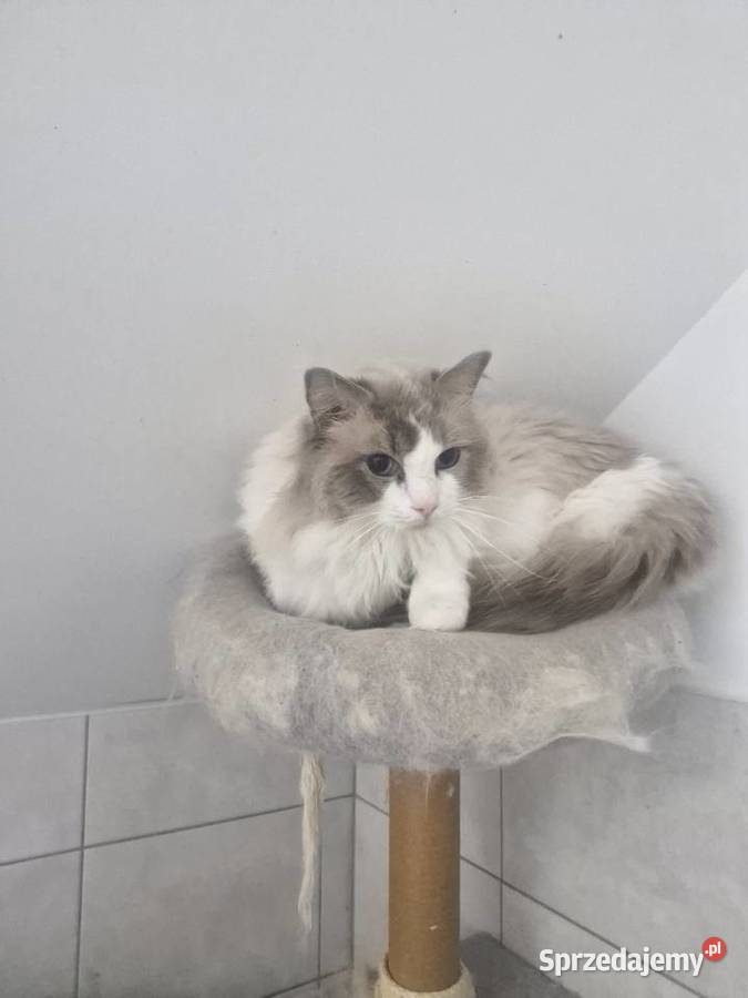 Parys Kot do Adopcji Łódź
