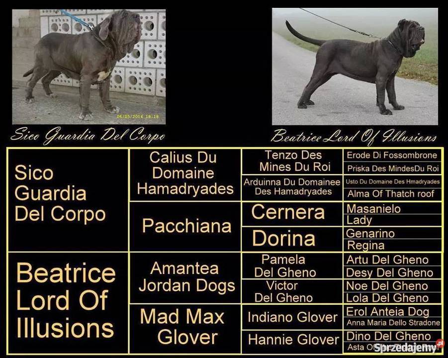 Mastino Napoletano Mastif neapoletanski Raczkowa