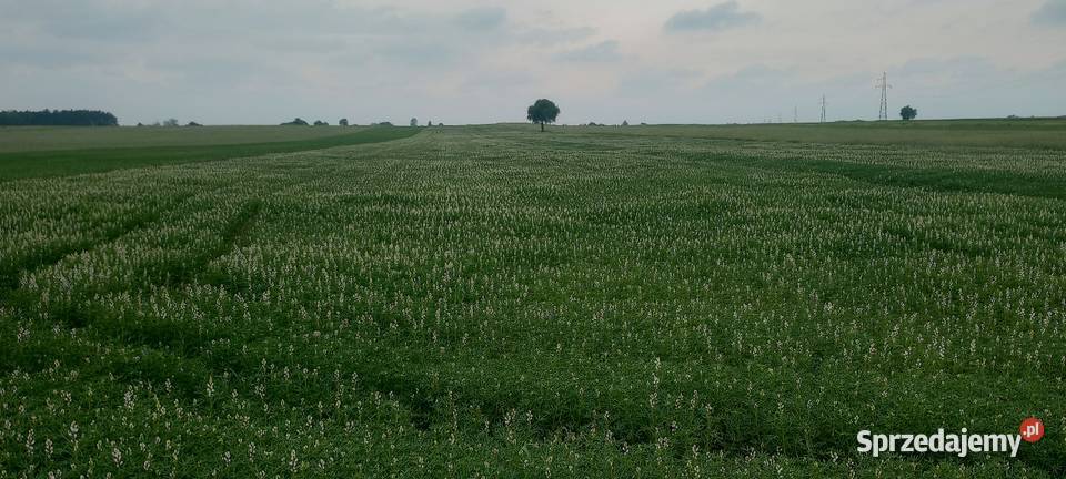 Łubin gorzki wąskolistny Uszczyn