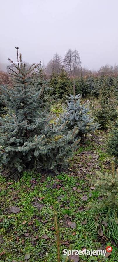 choinka choinki Chodzież