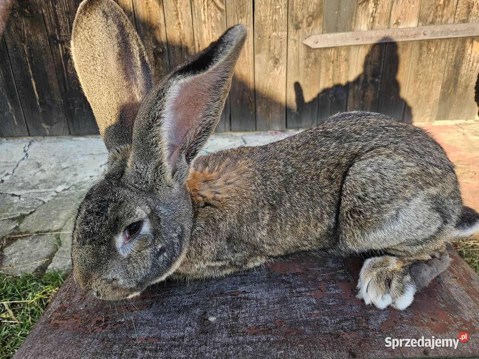 Krolik belg olbrzym Gryzonie Częstochowa
