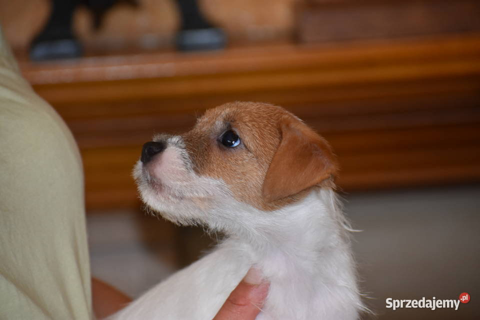 Piękne szczenięta Parson Russell Terrier rodziny Czarny Bór