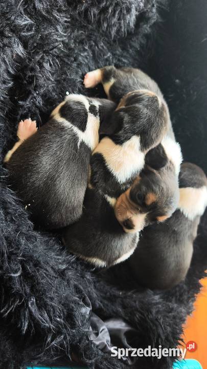 Szczenięta Beagle do rezerwacji mazowieckie Jabłonna Lacka