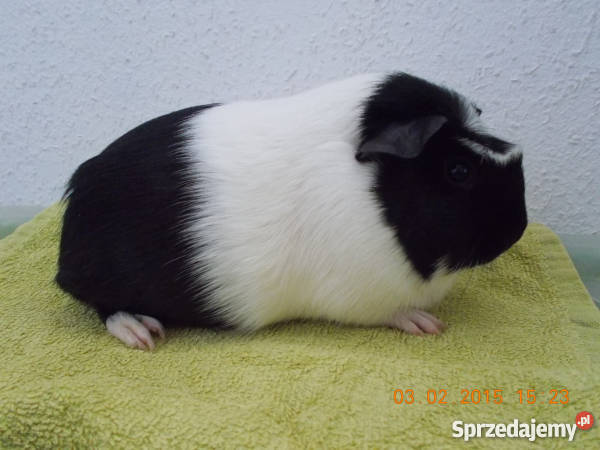 Świnkiświnka morska rasowa krótkowłosa rodowód