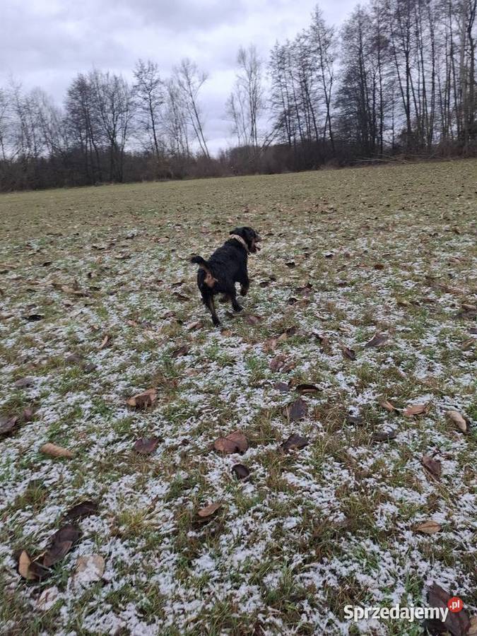 Terier Niemiecki Pies Józefów nad Wisłą sprzedam