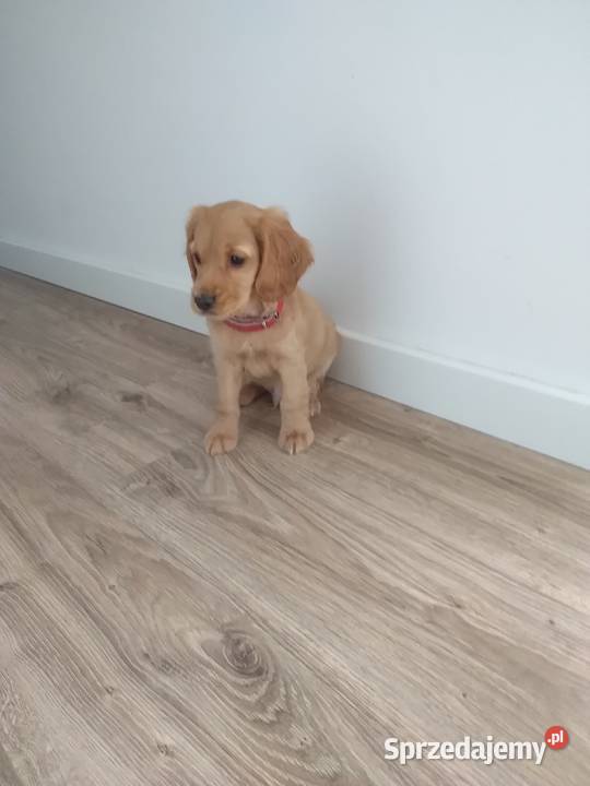 Szczeniak cocer spaniel Sobienie-Jeziory