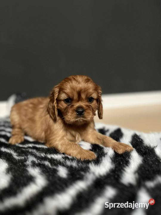 Piękny Pies Cavalier King Charles Spaniel kujawsko-pomorskie Młodocin