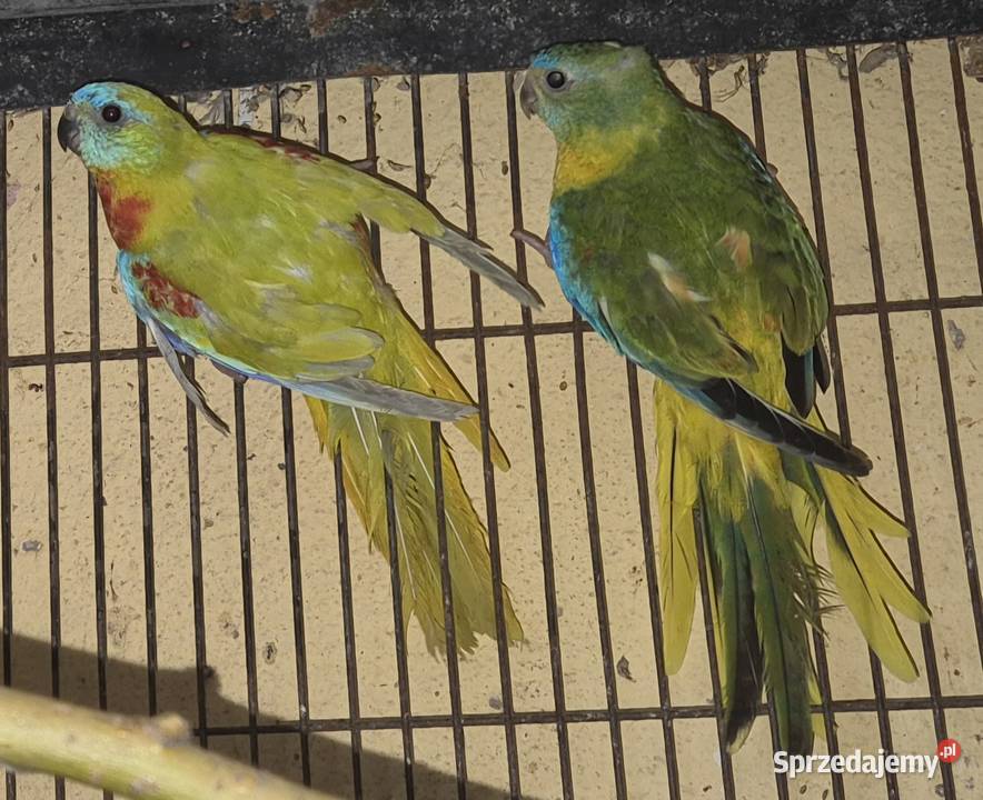 Łąkówki 2 pary Radom