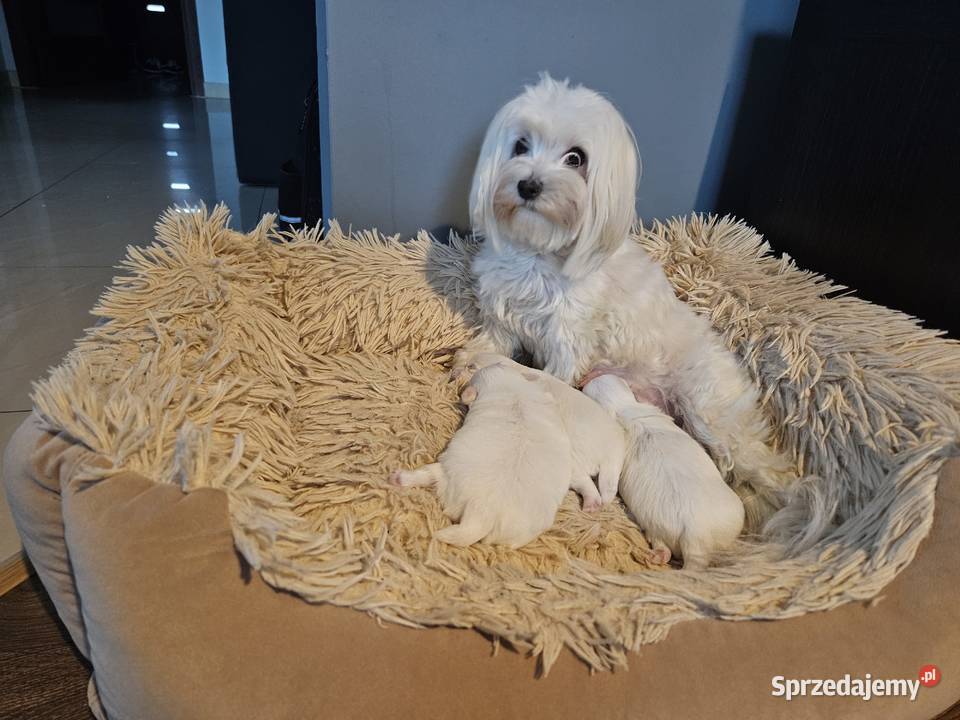 Suczka samiec rasy maltańczyk ur 25112025 gotowe Bielsko-Biała