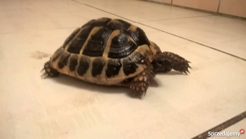 sprzedam żółwia greckiego łódzkie Łódź