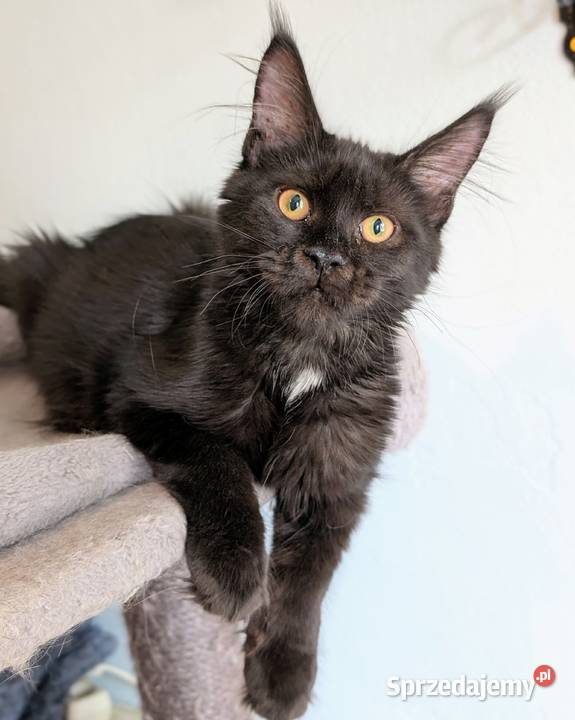 Kocięta Maine Coon z hodowli FIFe FPL rodowód Maine Coon Wrocław