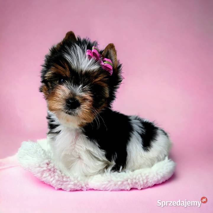 MINI Perełka YORK BIEWER SUCZKA Rodowód Umowa Opole