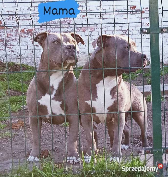 Amstaff American staffordshire terrier Wrocław
