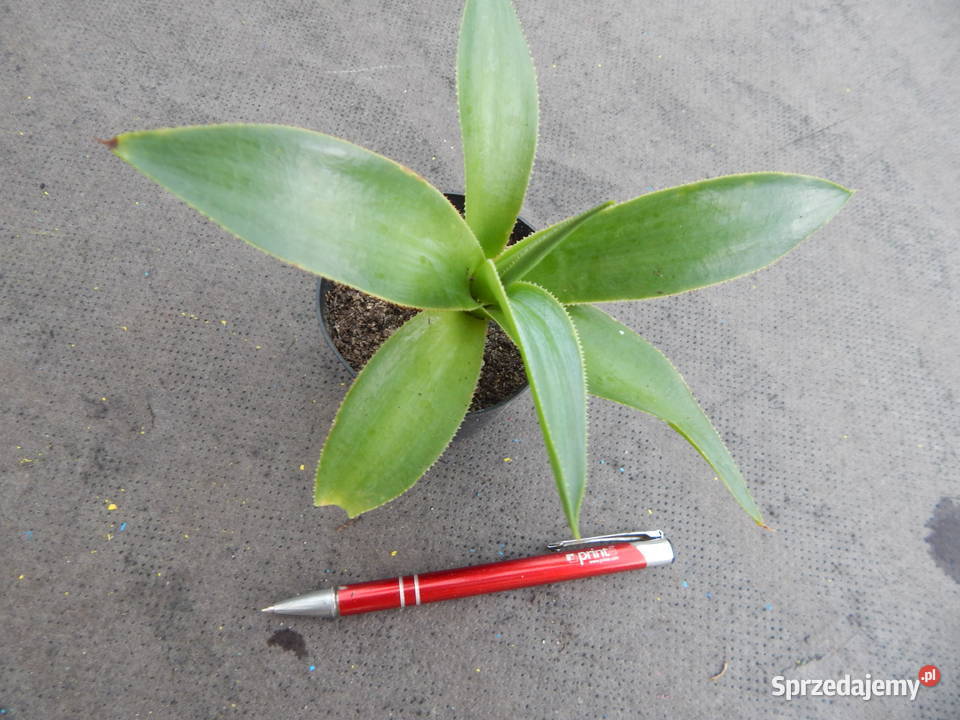 Śliczna agawa Agave celsii albidor ostatnia Kraków sprzedam
