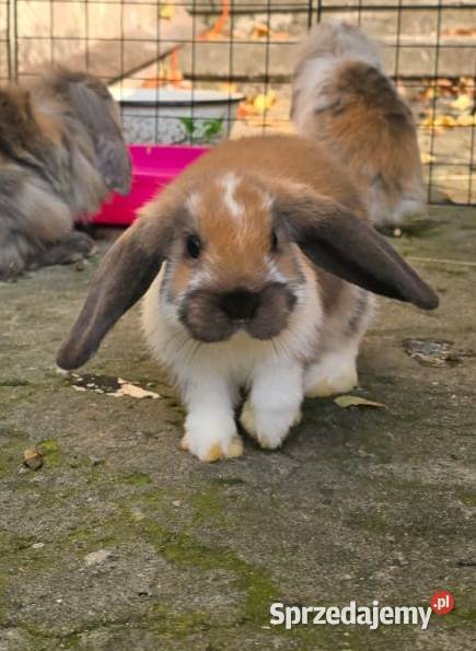 Królik Mini Lop Katowice