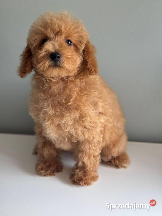 Cavapoo F1b pudel cavalier Rybnik