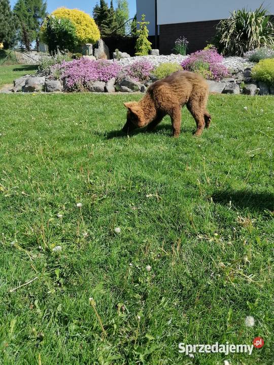 Owczarek niemiecki długowłosy liver czekoladowy Owczarek