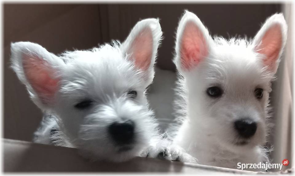 ZKwP FCI West Highland White Terrier DNA CMO0 Częstochowa