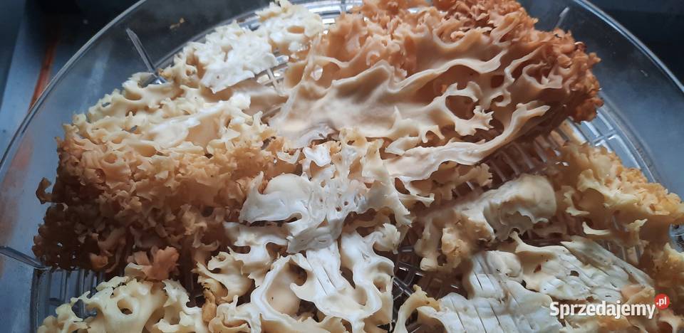 Siedzuń sosnowy suszony zachodniopomorskie