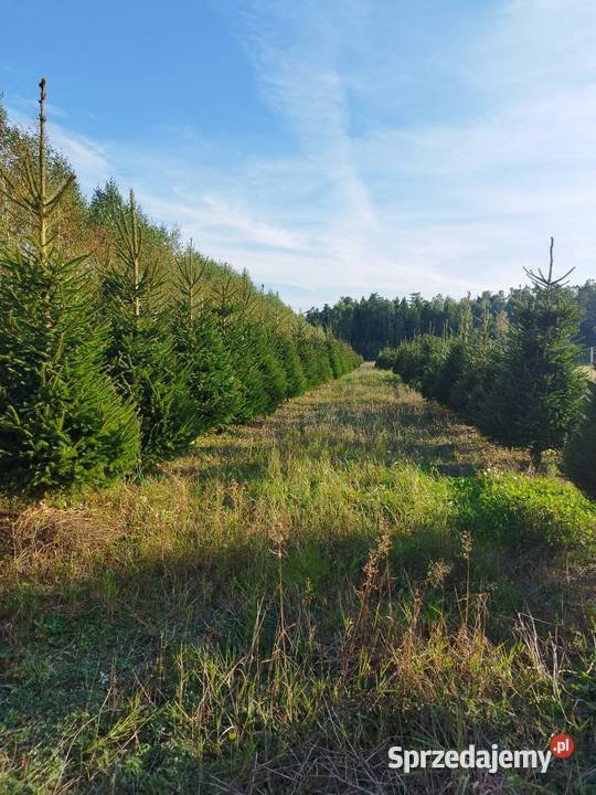 Choinki Lębork