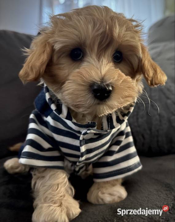 Maltipoo piękny maleńki gotowy do zmiany domu Wadowice