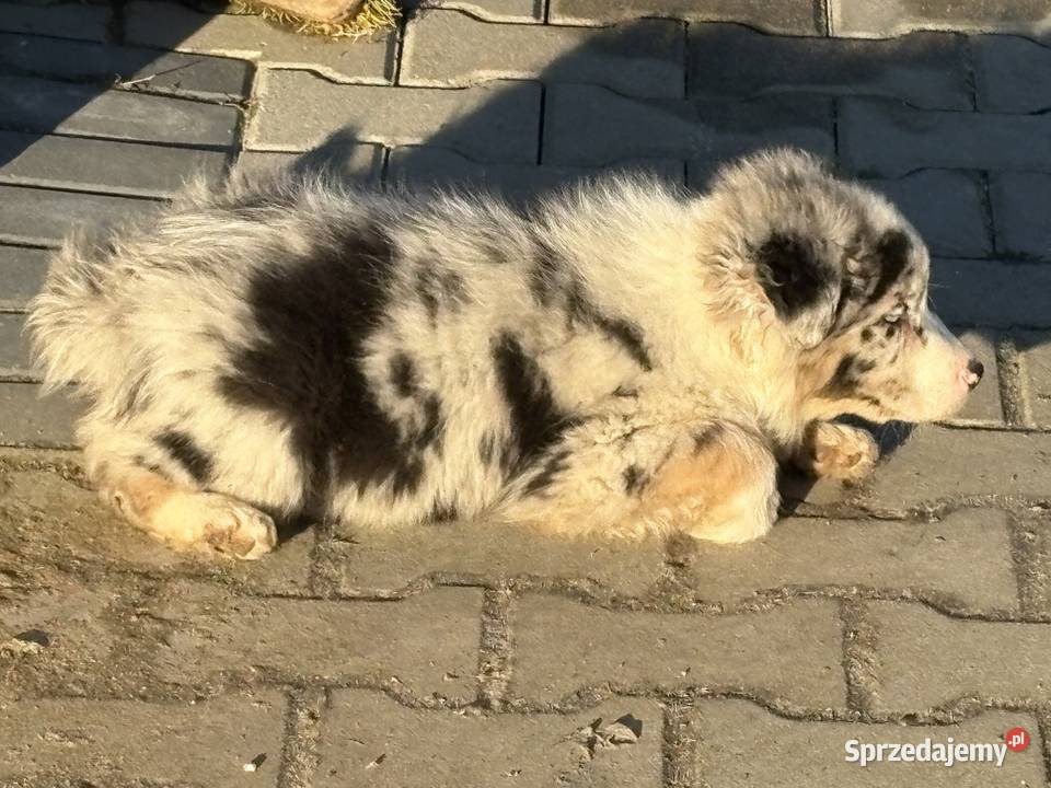 Border collie szczeniaki łódzkie