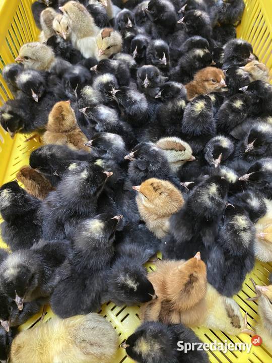Pisklaki kury brojler Rosa Brązowa Blue Września sprzedam