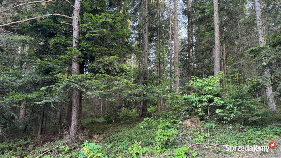 Działka leśna 20 700 m Kasina Wielka