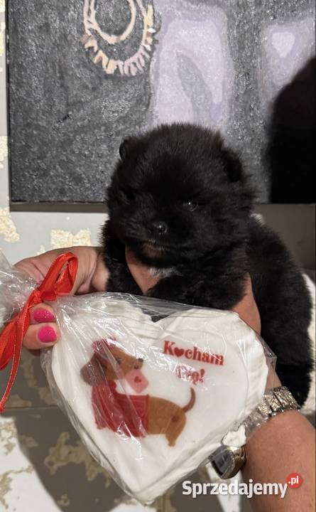 Szpic pomeranian chłopczyk śląskie Gliwice