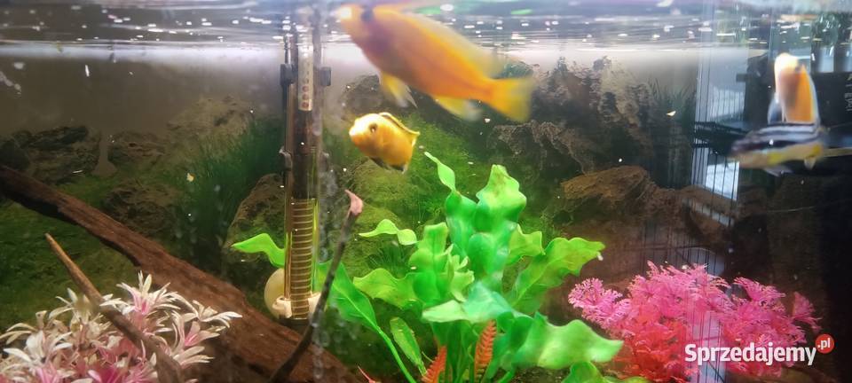 Oddam ptasie mleczko 4 pyszczaki