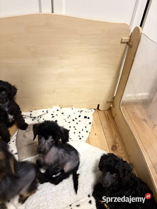 Grzywacz chiński xolo łysy łysy nagi Brzeg