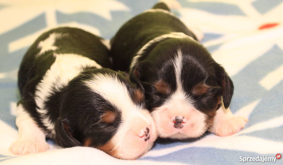 Cavalierki cavalier king charles spaniel