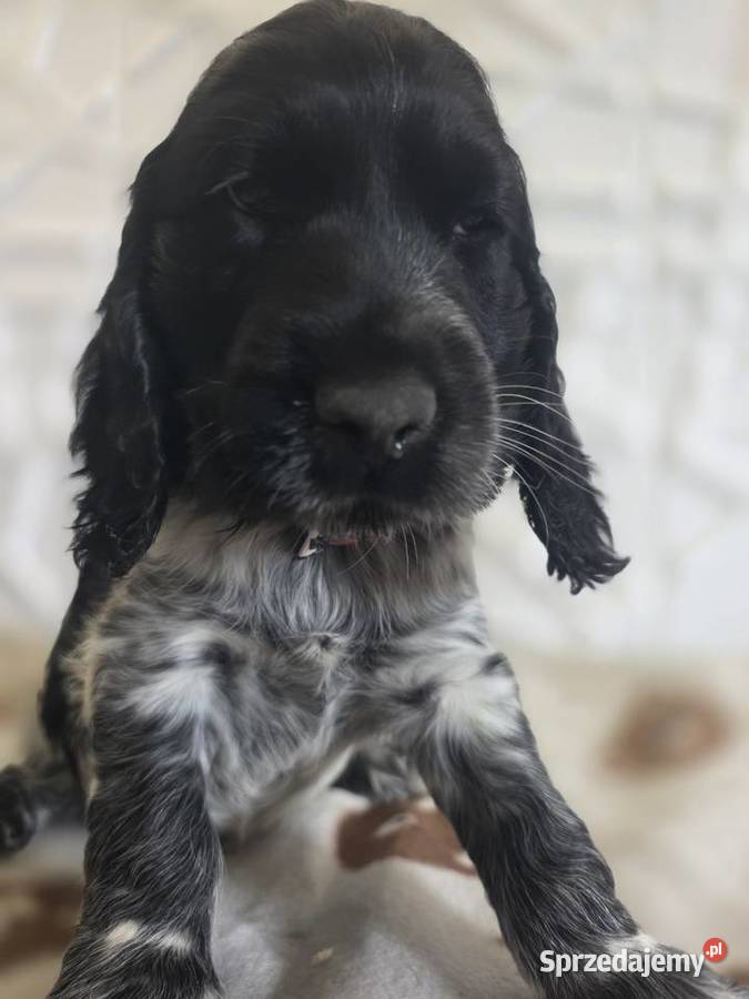 Cocker spaniel angielski pieski trzy ostatnie Cocker Spaniel Żelazków