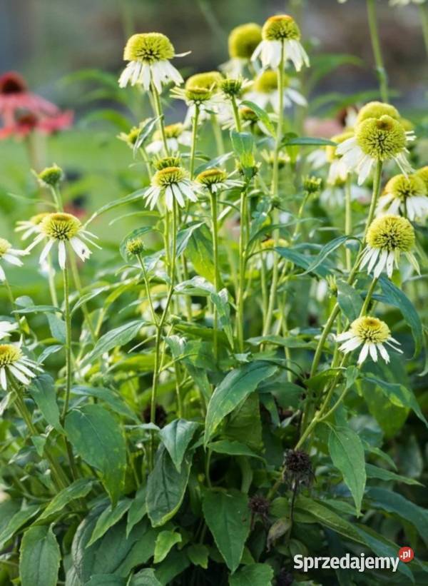 JEŻÓWKA COCOUNT LIME sadzonki w doniczkach kujawsko-pomorskie Ustronie sprzedam