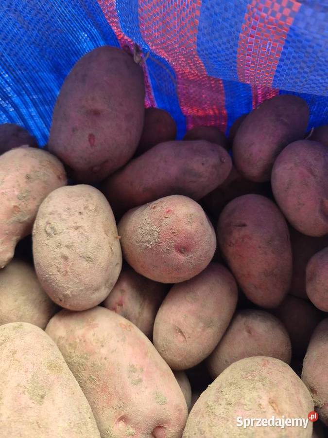 Sprzedam ziemniaki ekologiczne nadwyżka z Rolnictwo podlaskie Tykocin