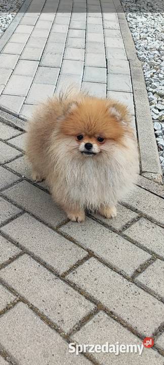 Pomeranian suczka typ misia 4mce dolnośląskie
