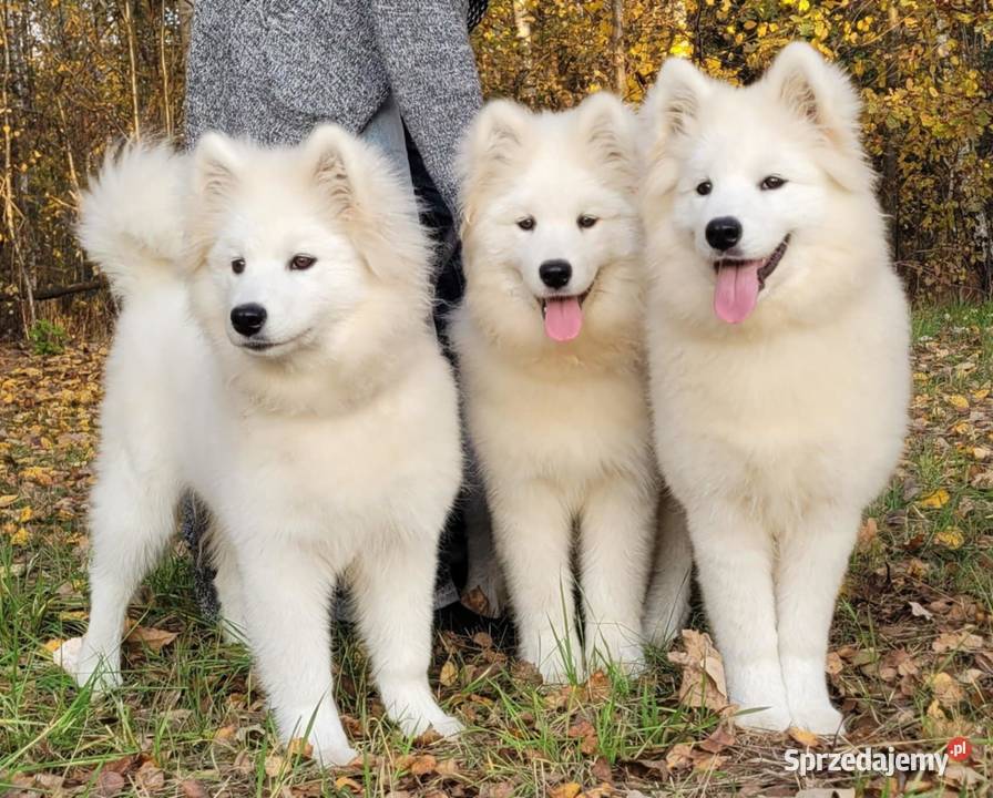 Samojed piesek FCI 5mcy po Championie Polski