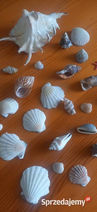 Muszle muszelki kolekcja 26 sztuk Małkinia Górna