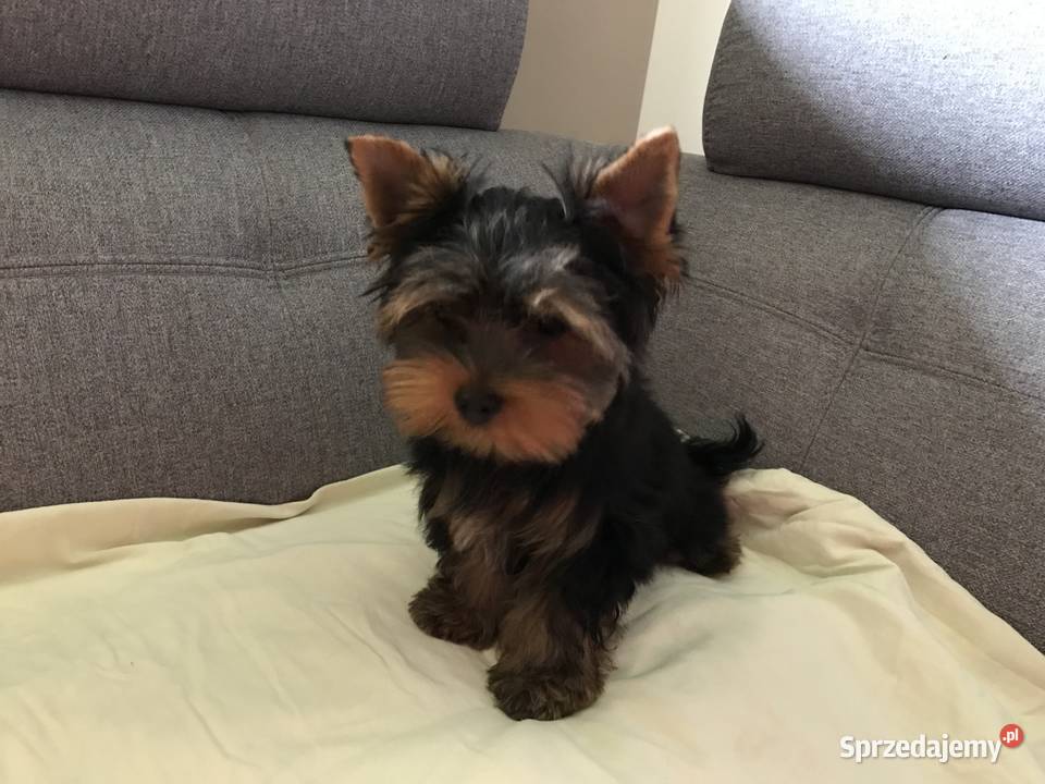 Śliczny mały York Psy